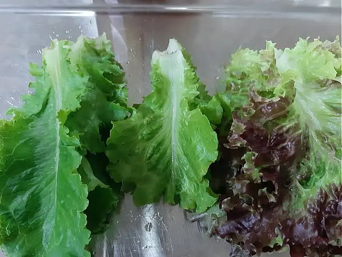 상추-겉절이-준비