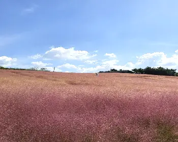 고창 핑크뮬리 축제_15