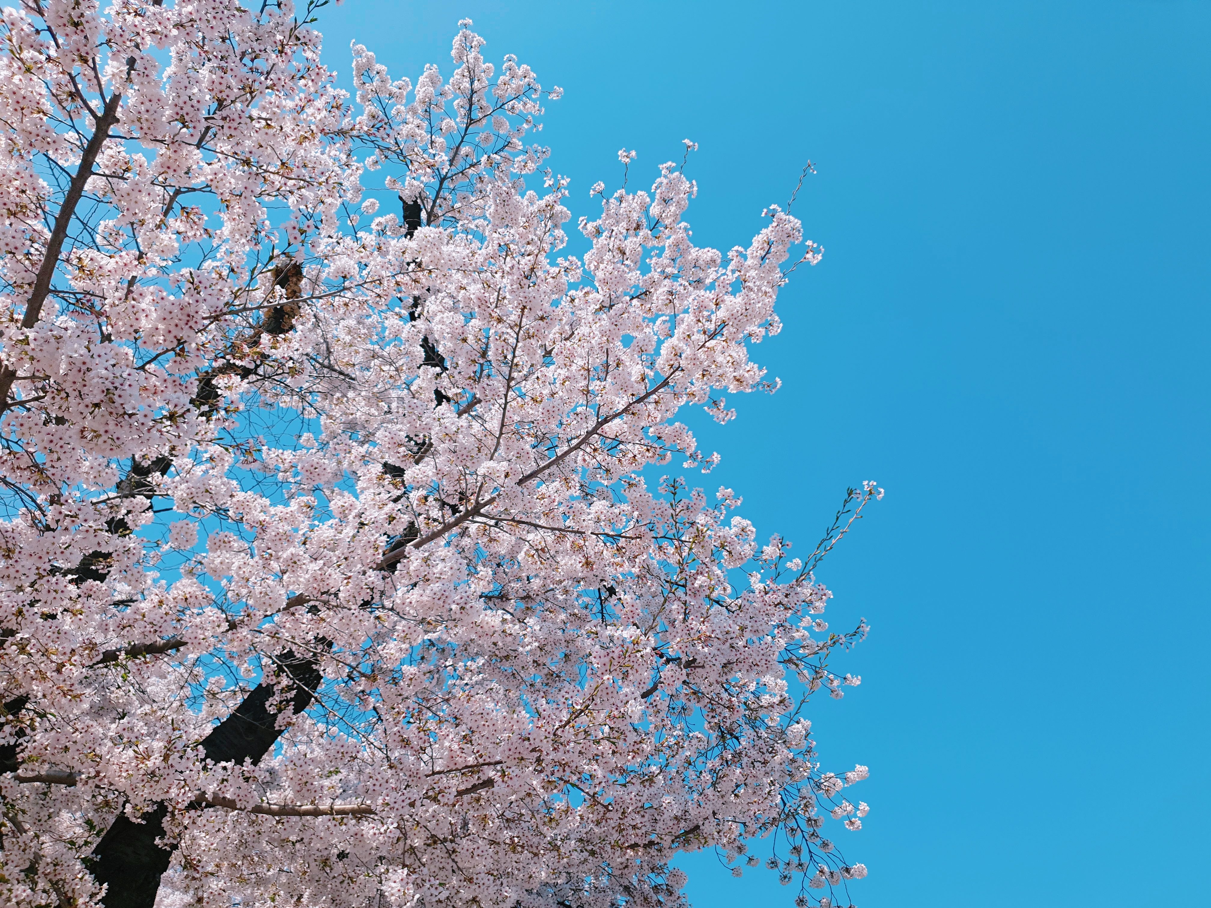 제주공항 가까운 벚꽃명소