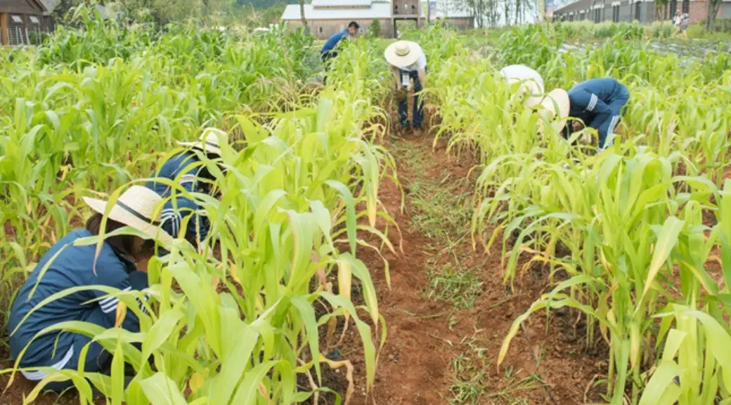 김매기-상하농원