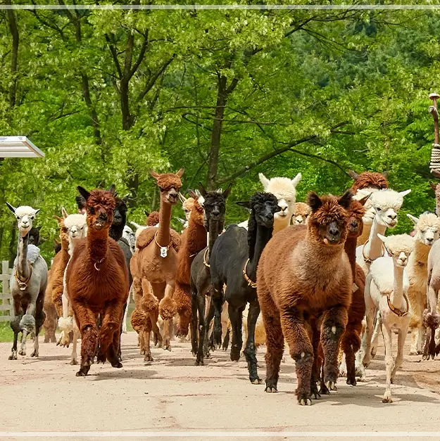 홍천-알파카월드-입장료-할인-이용-시간
