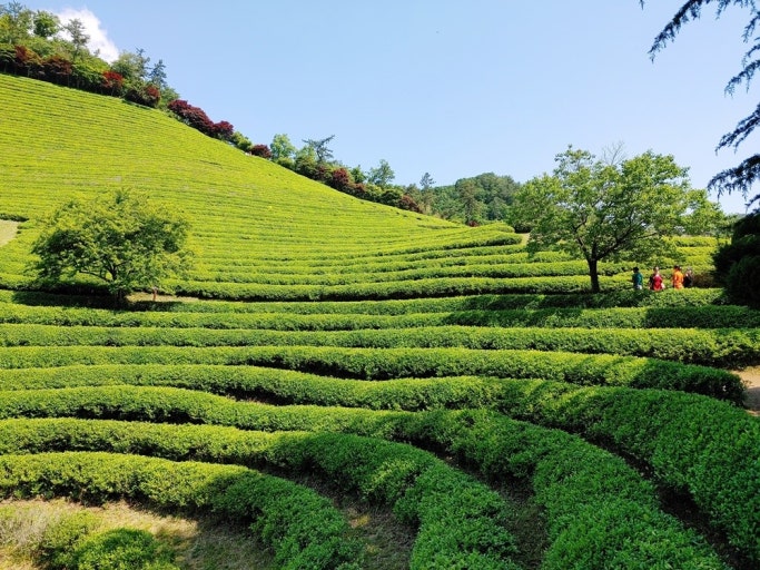전라남도 보성 녹차밭 대한다원의 가을 풍경 — 초록빛 녹차밭이 물결치듯 펼쳐진 언덕과 맑은 하늘 아래 산책 중인 여행객들의 모습이 어우러진 전라도 대표 힐링 여행지 이미지