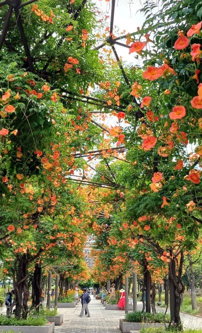 2025 비체올린 능소화축제 ! 제주 여름 꽃 & 능소화 축제: 주홍 빛 꽃비 속에서 만나는 감성 여행!