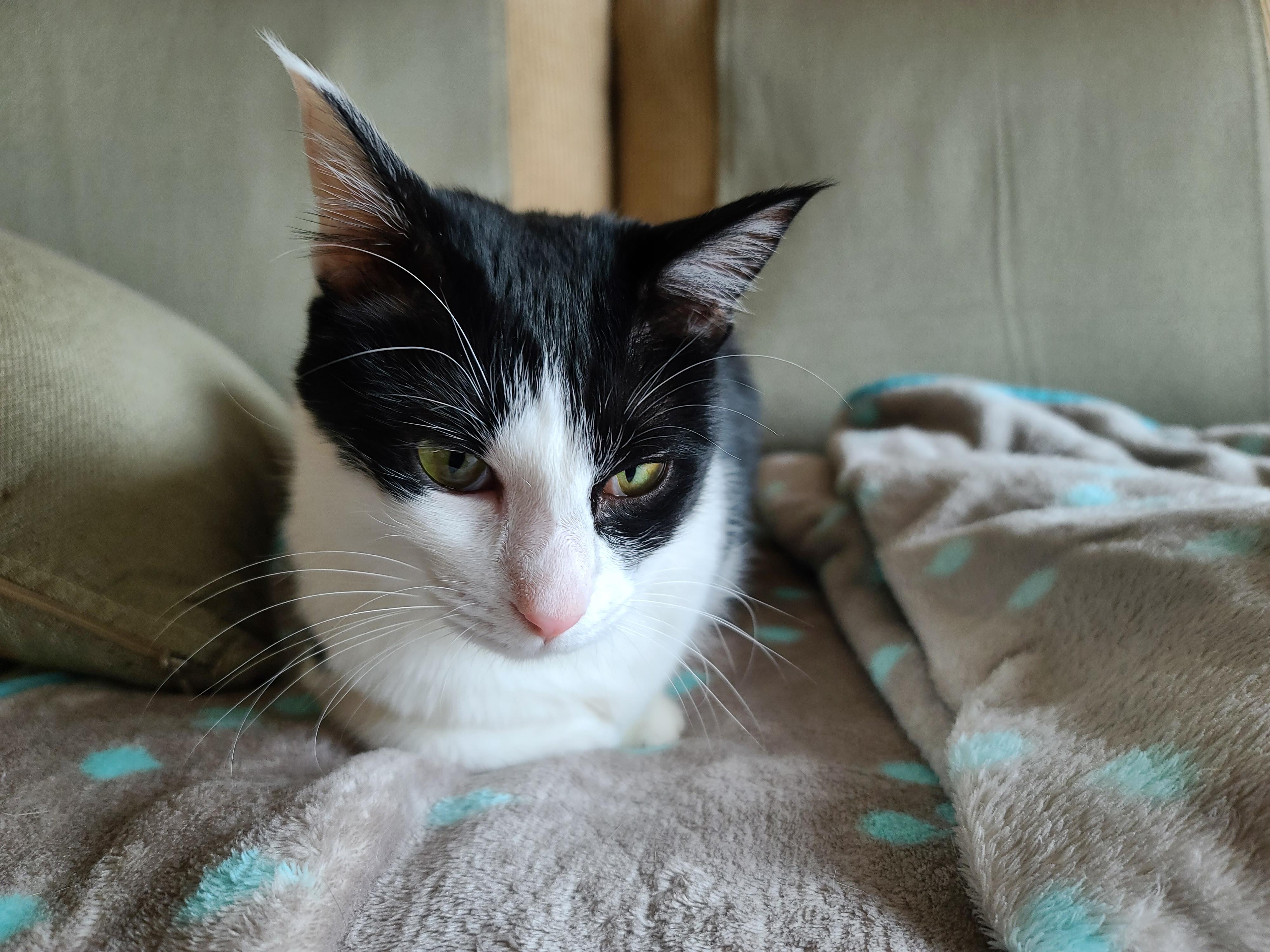 우리집 고양이들에게 전기장판은 선택이 아닌 필수! 보일러가 고장난 3일동안 아홉냥이들은...