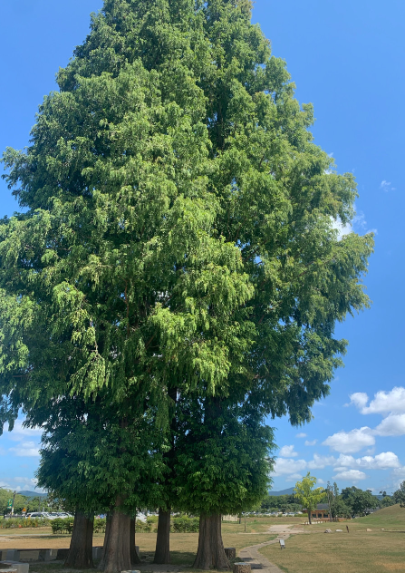 메타세콰이어숲 