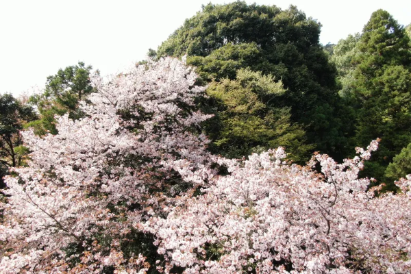 2025년 서울 벚꽃 명소 추천 (여의도 제외) 