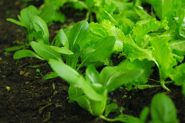 2025년 경기도 농식품 바우처