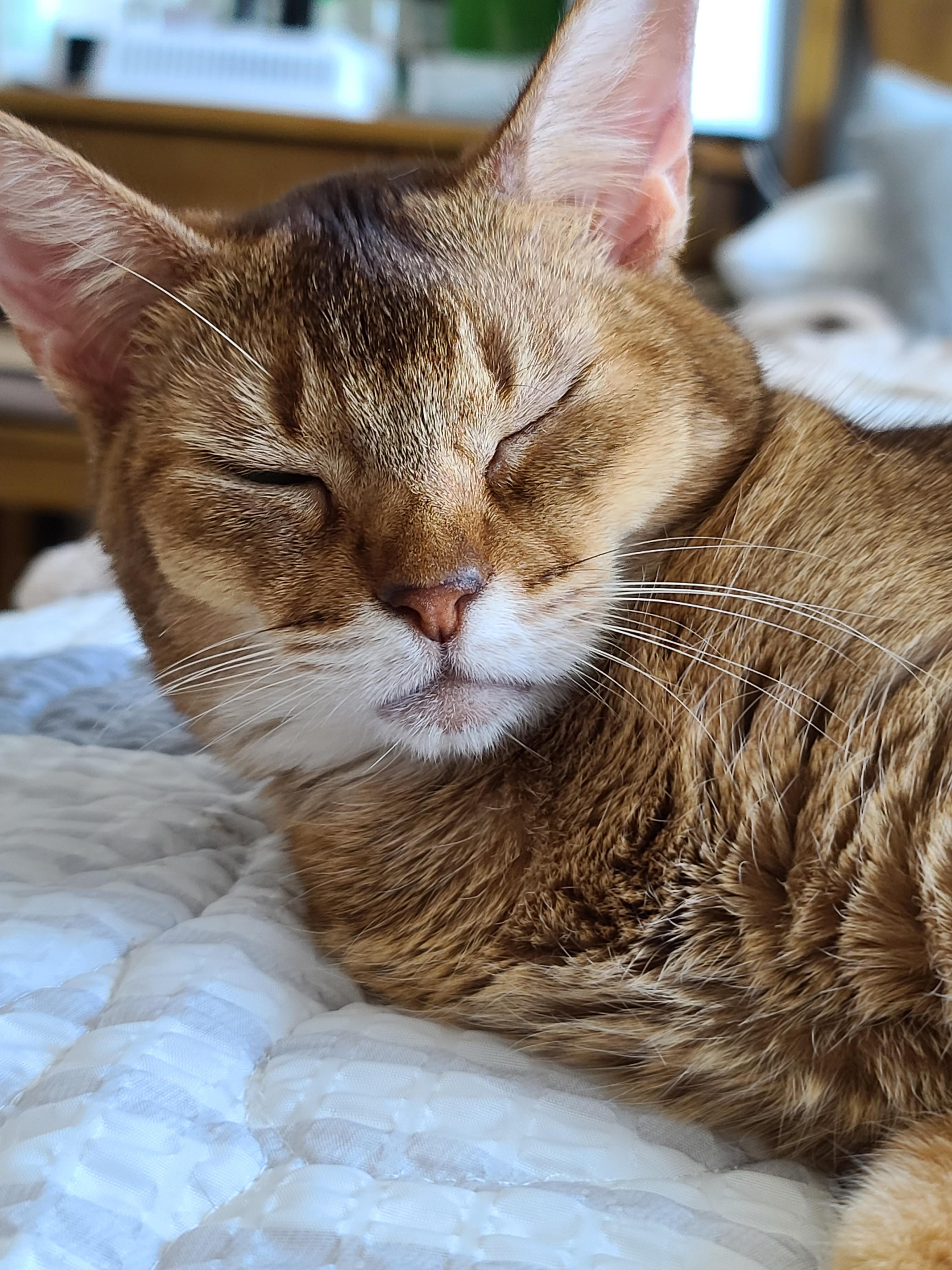 우리집 아이들의 증명사진! 고양이 앞통수 ㅋㅋ 고양이 증명사진 모음.