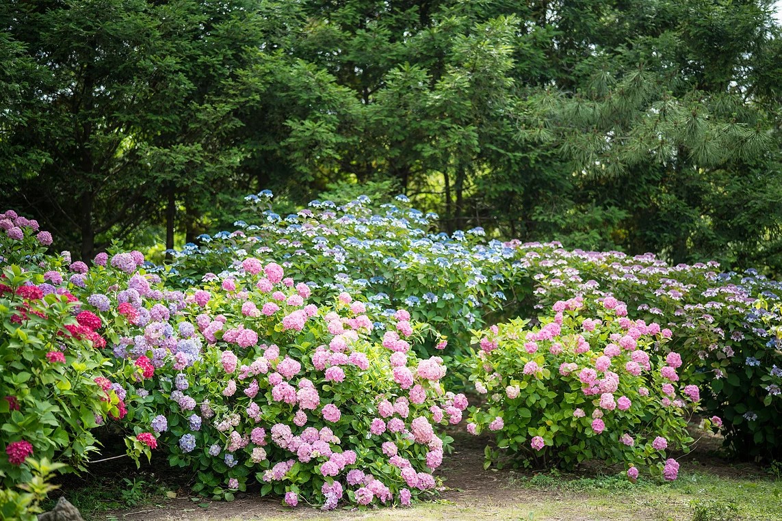한림공원 수국 명소 가이드! 제주에서 만나는 6월 수국정원