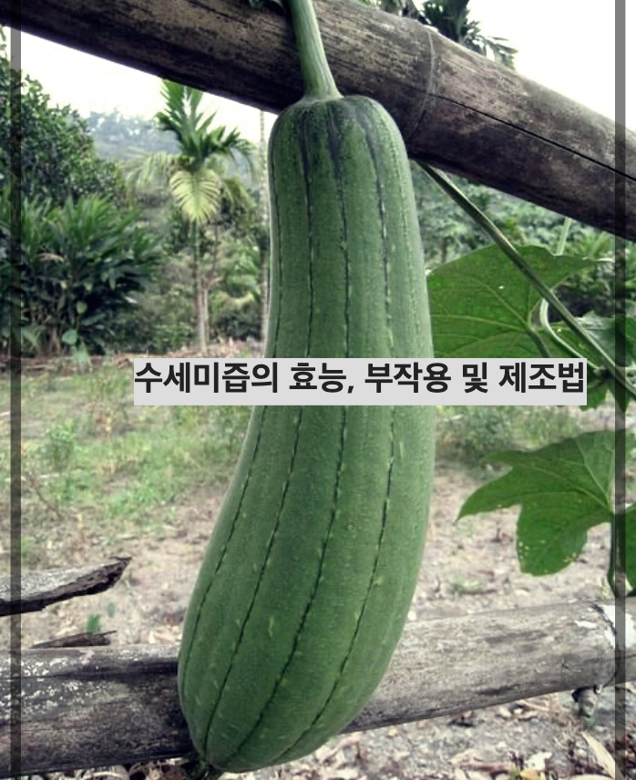 수세미즙의 효능&#44; 부작용 및 제조법