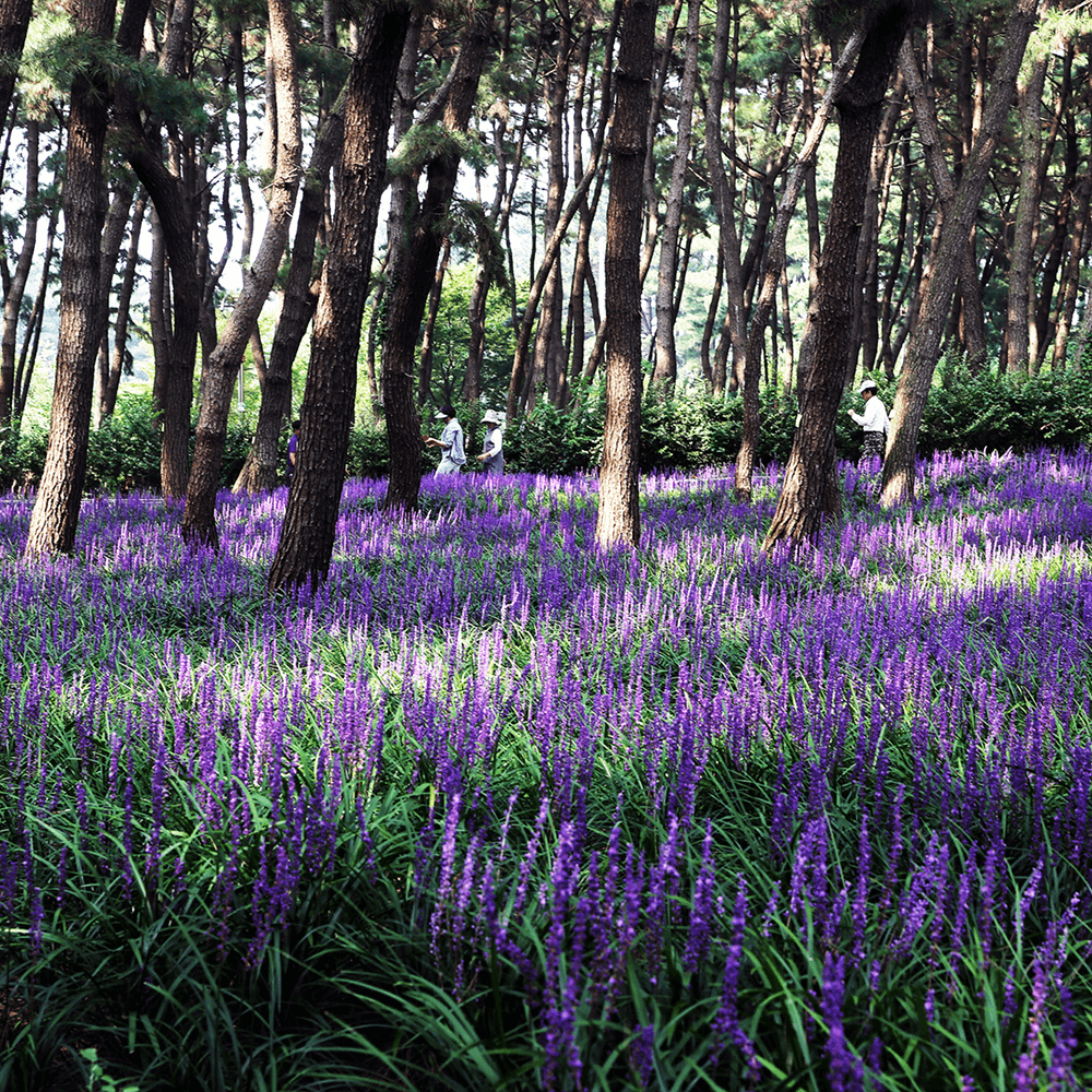 장항 맥문동 꽃 축제 송림자연휴양림