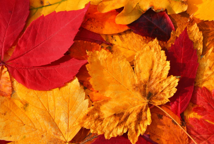 반려동물 문화의 확산, 가족의 의미가 바뀌고 있다