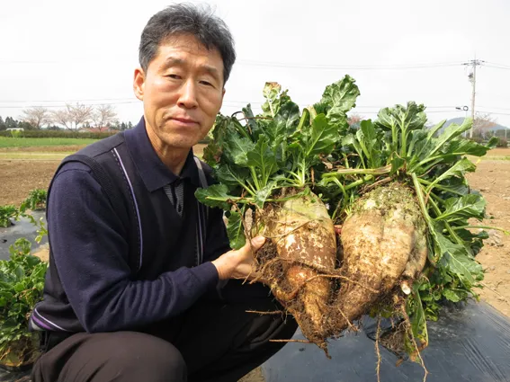 사탕무 재배 봄 파종 당도 관리 수확 보관_2