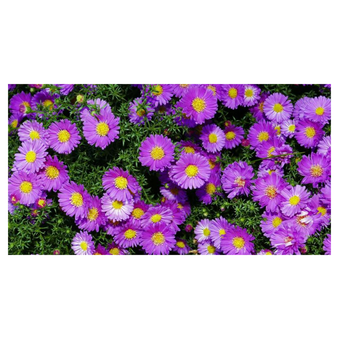 맥문동과 관련된 사진입니다.