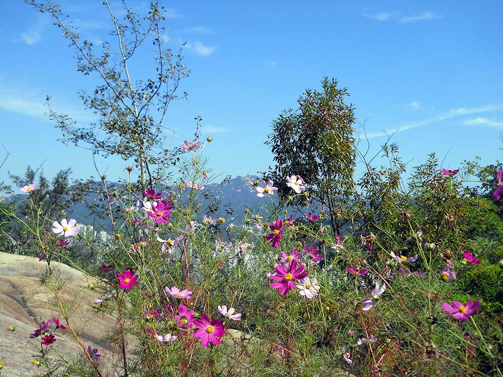 안산(Ansan)에서 독립문(獨立門) 비둘기까지