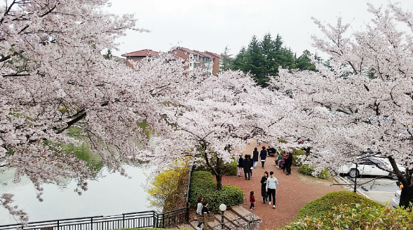 경북 벚꽃 명소