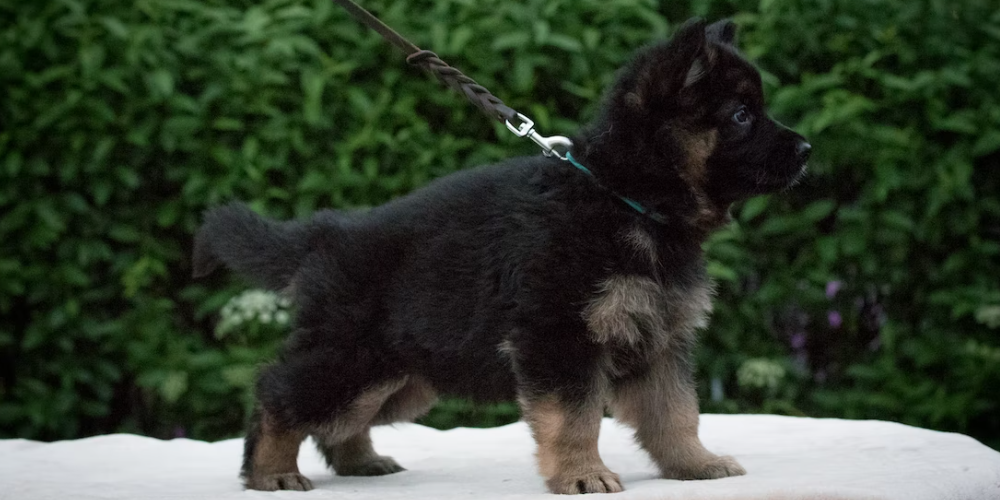 강아지 똥먹는 이유 4