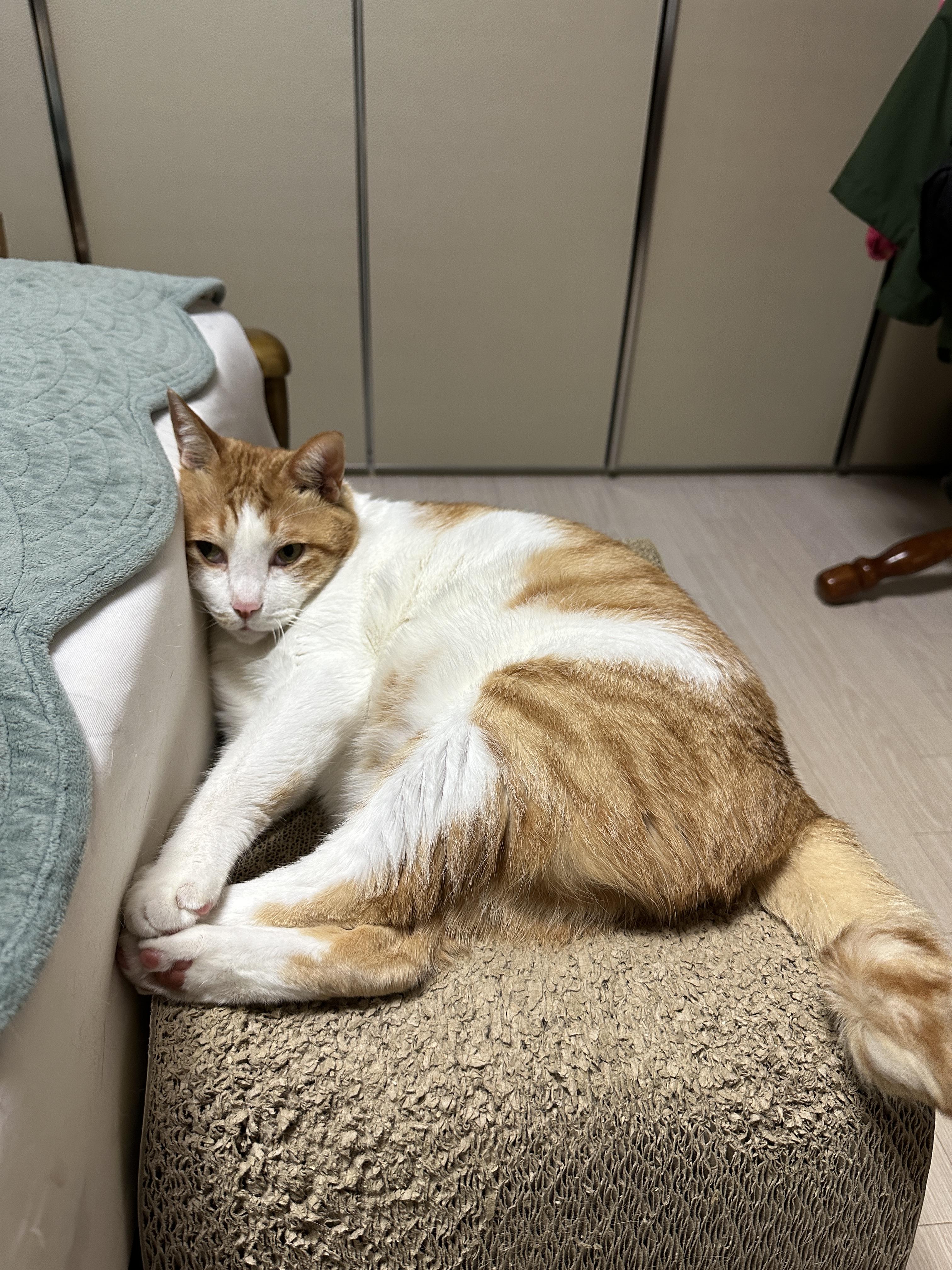 얼굴_짜부돼서_눈뜨고_자고(?)_있는_막둥이