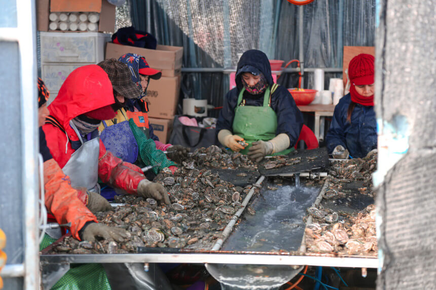 생생정보 수확의 달인 전남 강진 마량 전복 수확의 달인 은영씨의 꽃피는 바다 주문방법