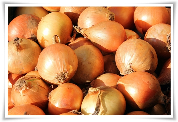 "10월, 양파 심으세요!" 건강한 양파 키우기 완벽 가이드!