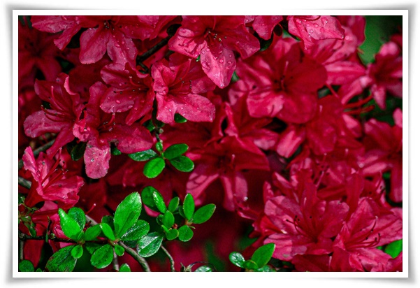 "철쭉" 봄을 수놓는 붉은 유혹, 당신이 몰랐던 화려한 비밀의 꽃!