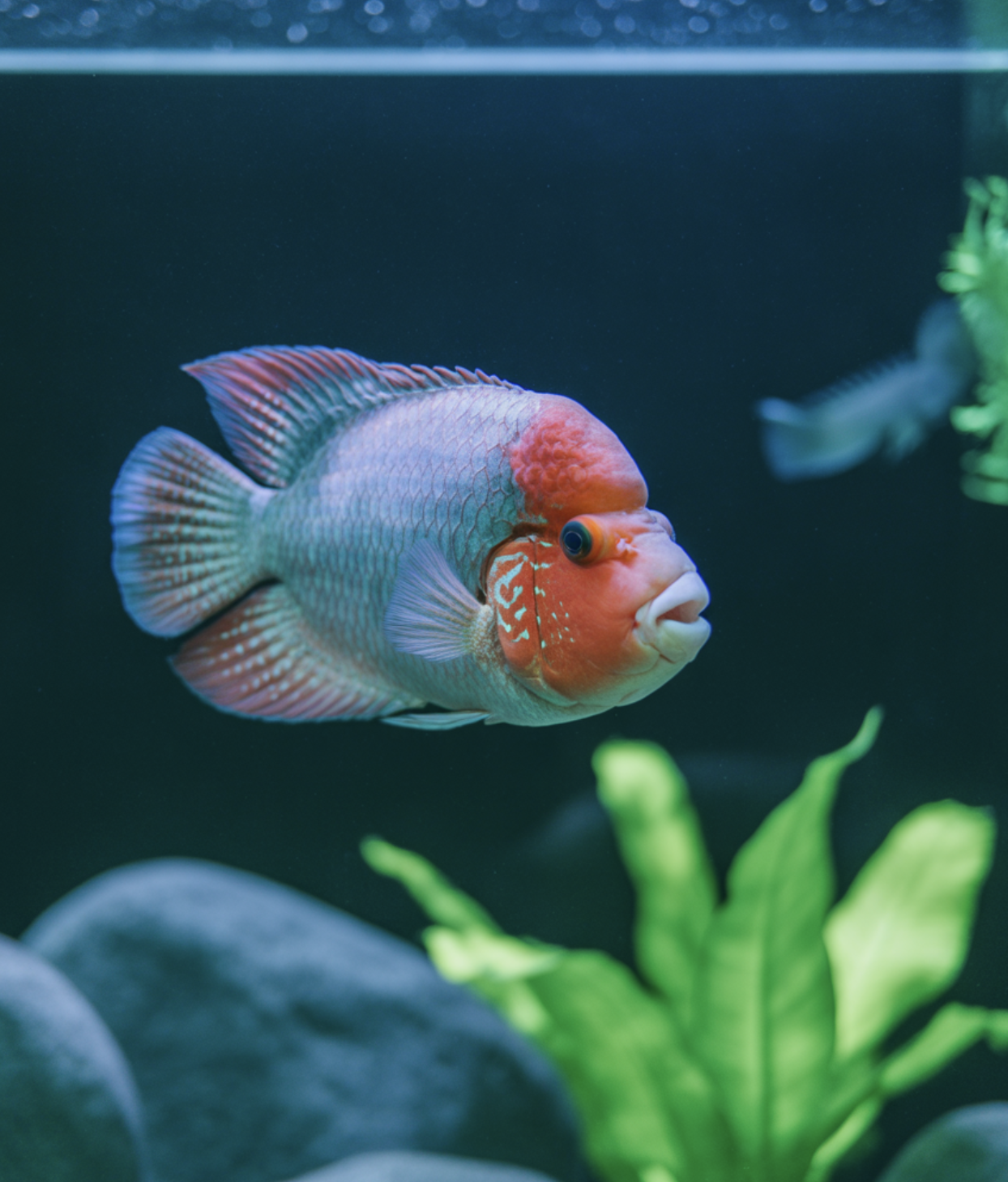 합사? NO! &amp;#39;외로운 왕&amp;#39;의 운명