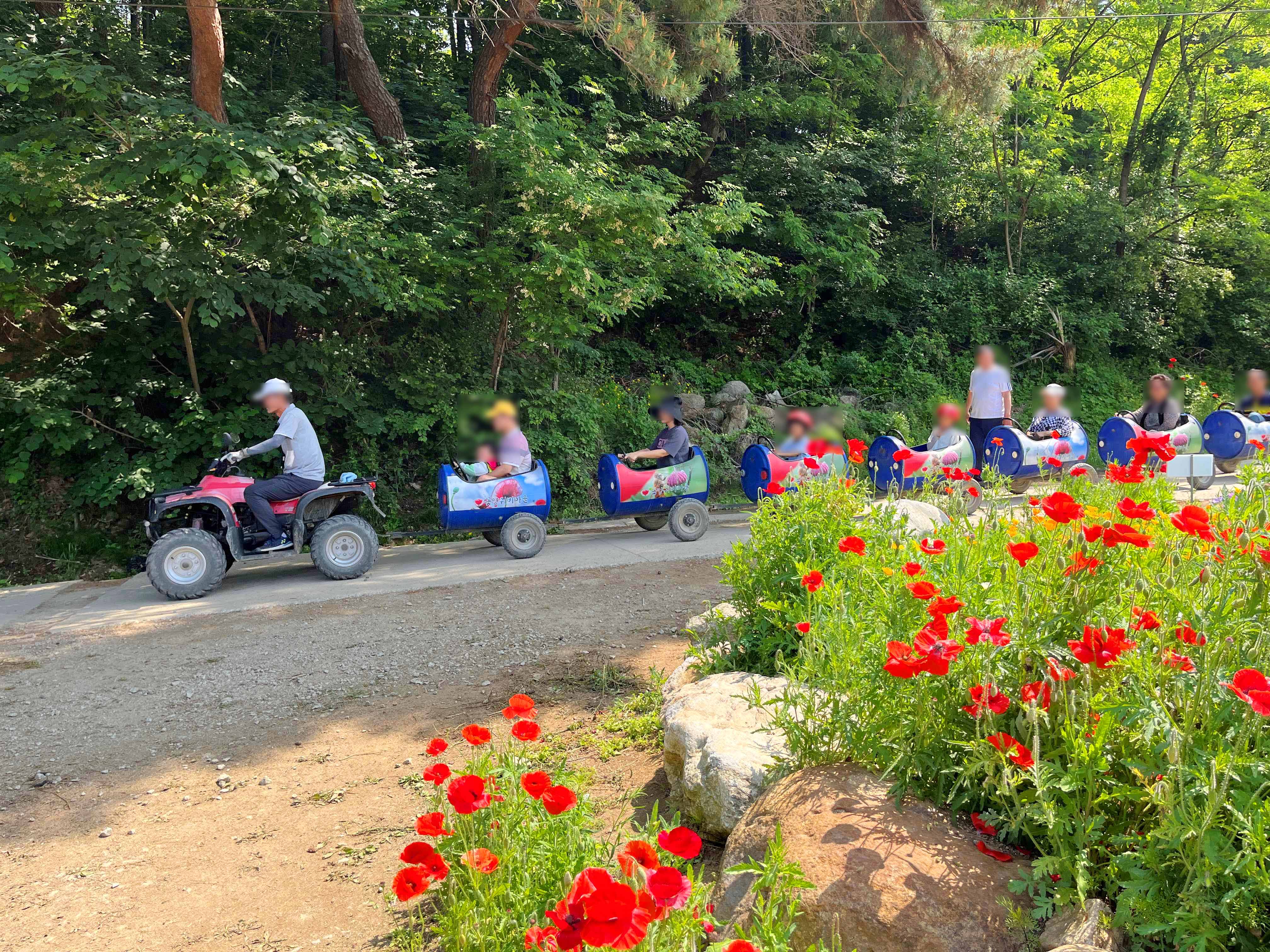 용수골 꽃양귀비 축제 