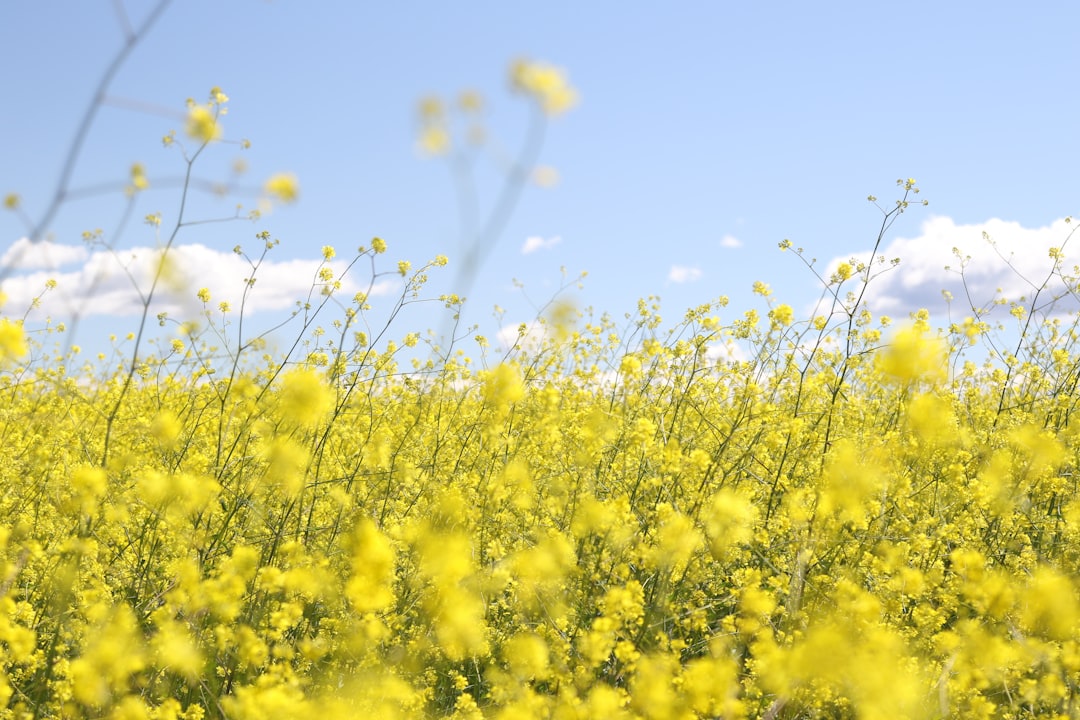 Spring.