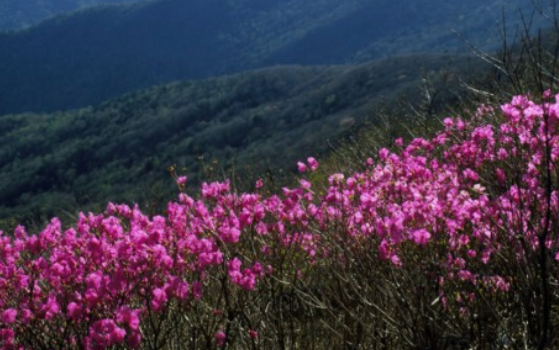 진달래꽃명소