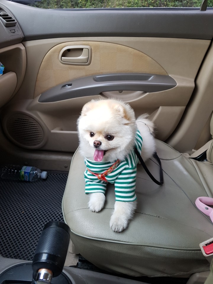 강아지가 싫어하는 행동 : 싫어하는 행동 23가지