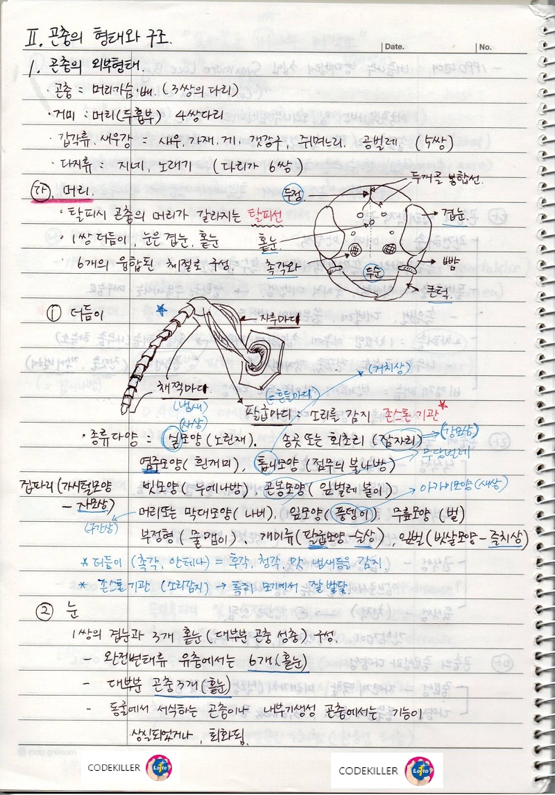곤충의 외부형태 - 머리