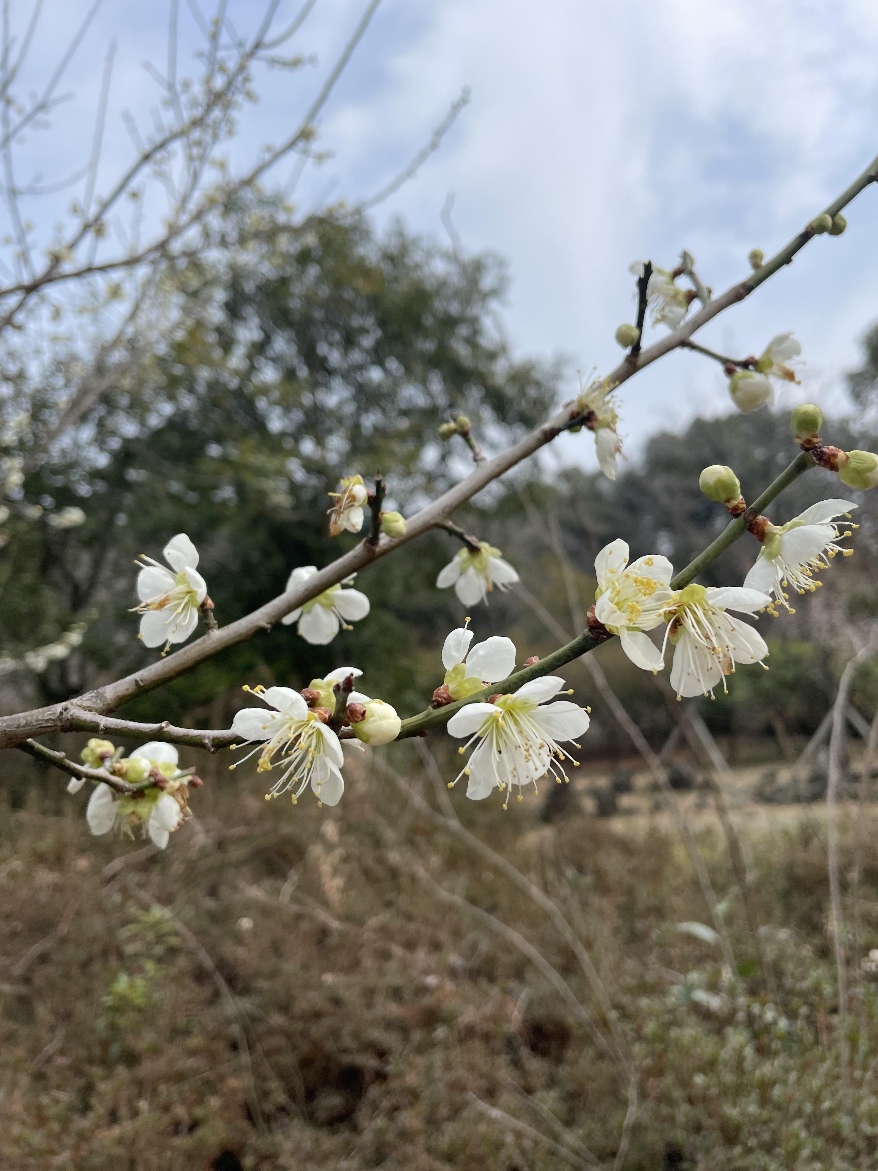 한라수목원_꽃