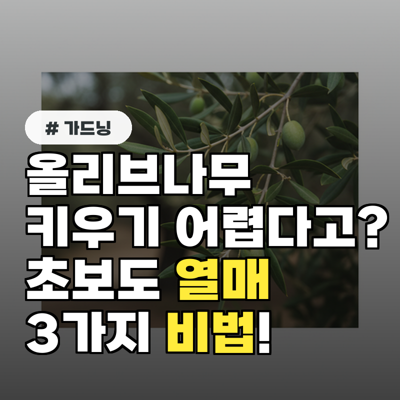 올리브나무 키우기 어렵다고 초보도 열매 맺는 3가지 비법!