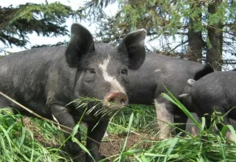 제주 흑돼지 거리 추천 고기집과 대기시간 정보_5