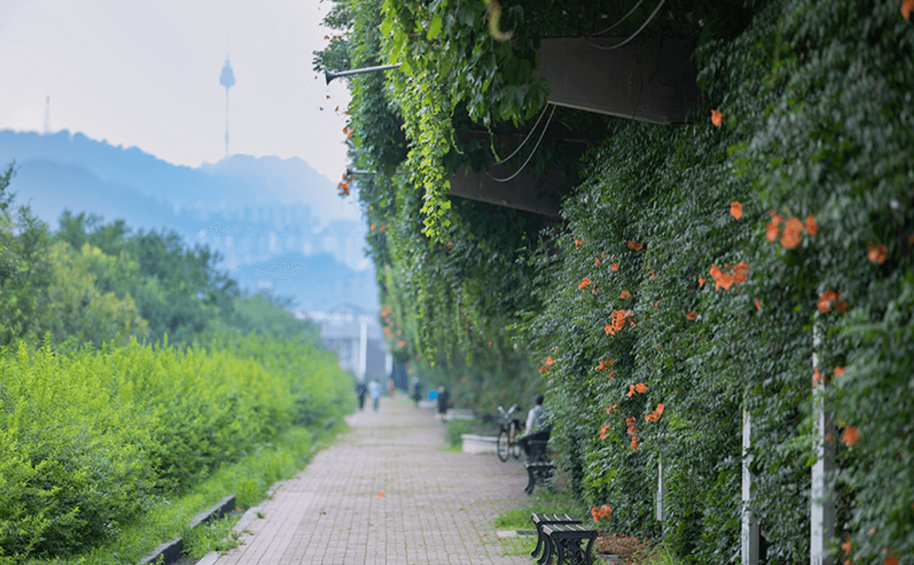 서울 뚝섬 한강공원 능소화꽃1