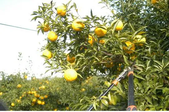 유자 재배 겨울 보온 방풍막 설치 염해 예방_4