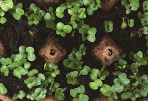매콤한 소갈비찜과 달큰한 봄동의 만남, 동인동 찜갈비 제대로 즐기기