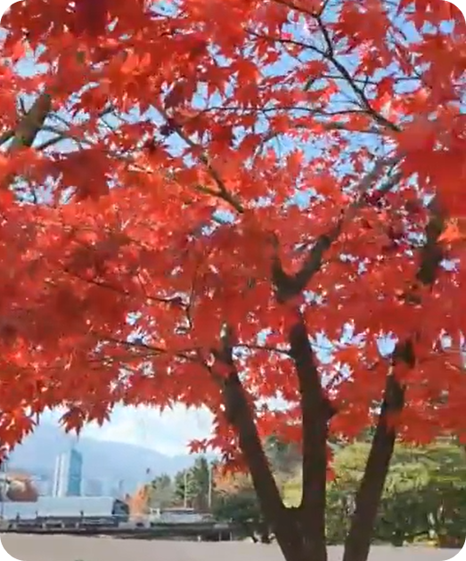 김해 장유 갑오마을 10단지 앞 가을 단풍 [사진=아이올렛]