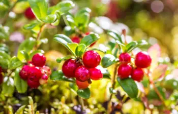 링곤베리 효능 및 영양소, 가격