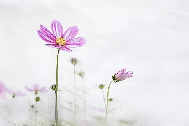 그리움 관련 시 모음 100선_8