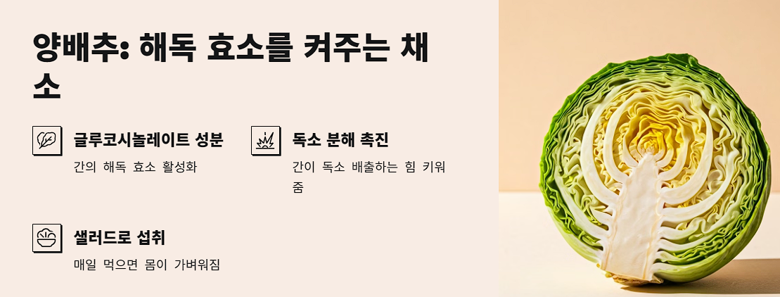 양배추: 해독 효소를 켜주는 채소