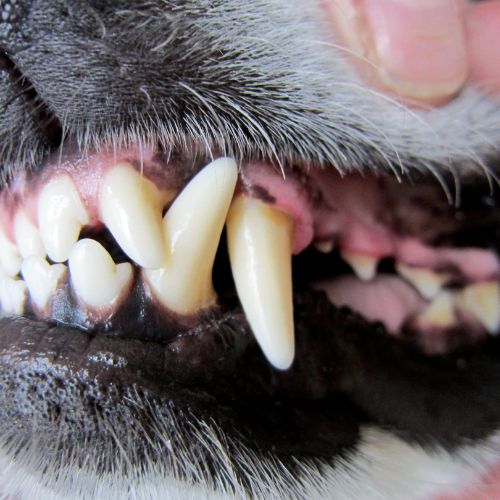 강아지 입냄새 원인과 제거 방법