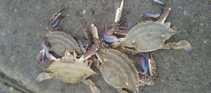 전곡항 낚시 포인트1