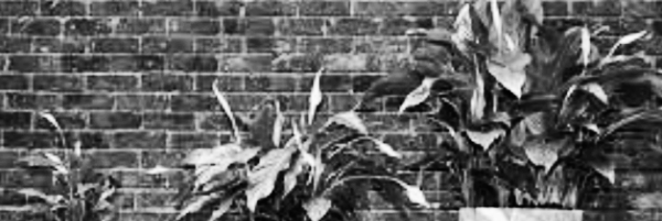 원예 · 식물 필수 지식 TOP 10