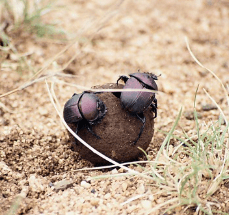 똥(대변)을 냉장고에 넣는 꿈해몽을 설명하는 상징 이미지