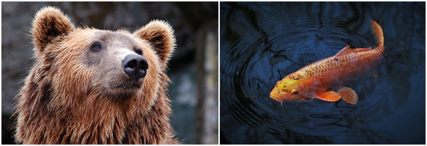 곰과 잉어 사진