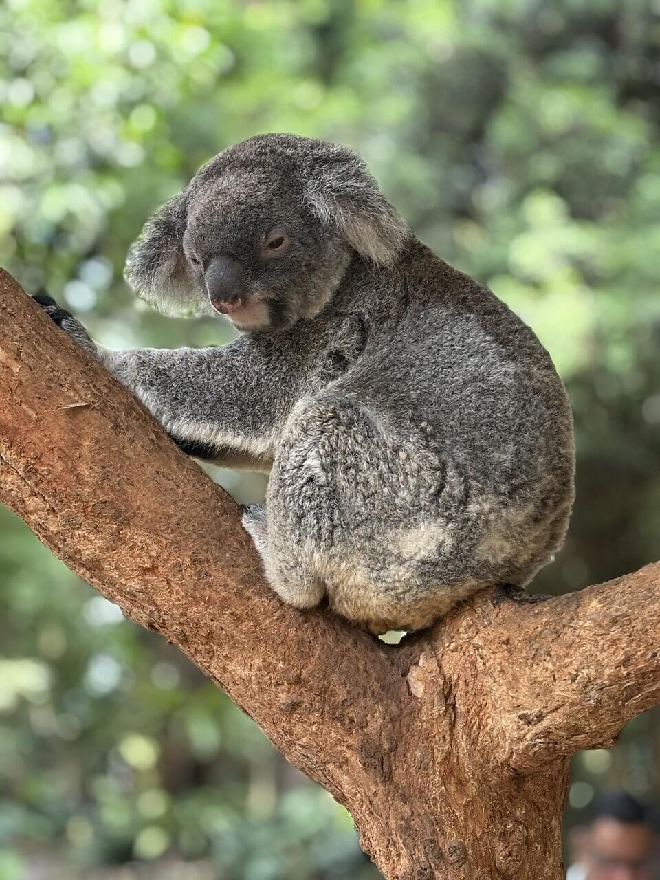 호주 시드니 마이리얼트립 블루마운틴 투어 가이드 후기 안내