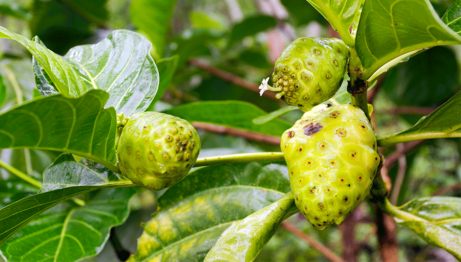 노니 효능 및 부작용