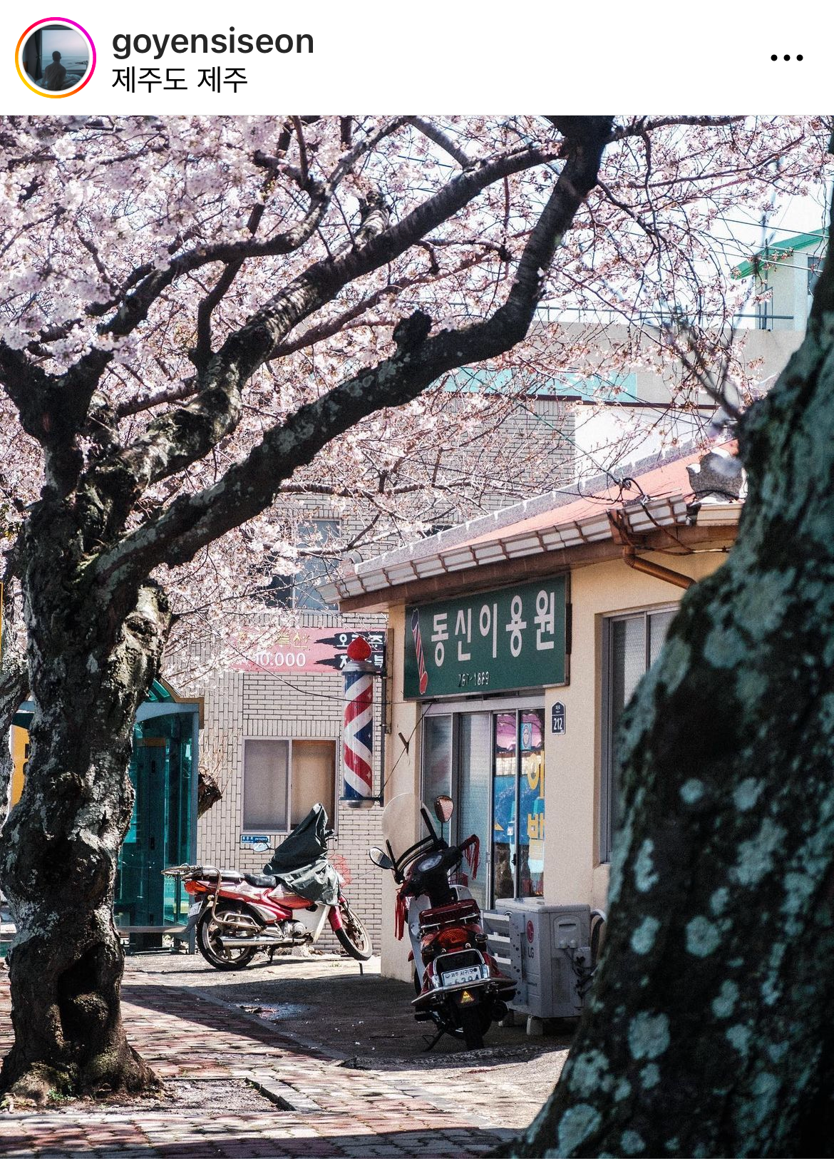 제주 서귀포 벚꽃 명소 효돈동 효돈로