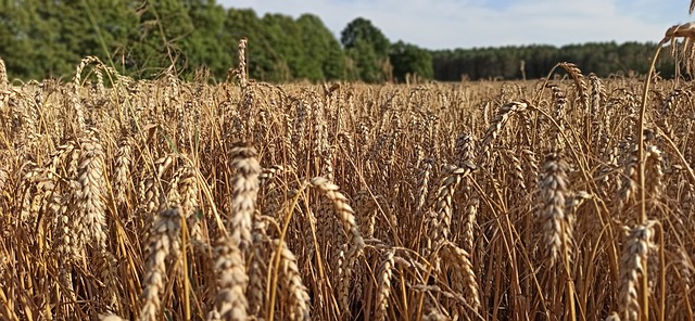 더 파이터(The Fighter, 2010): 형제애와 복귀를 그린 실화 복싱 영화